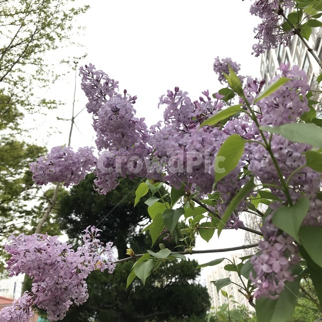 plant,식물,blossom,꽃,flower,라일락,봄꽃,lilac,spring,purple
