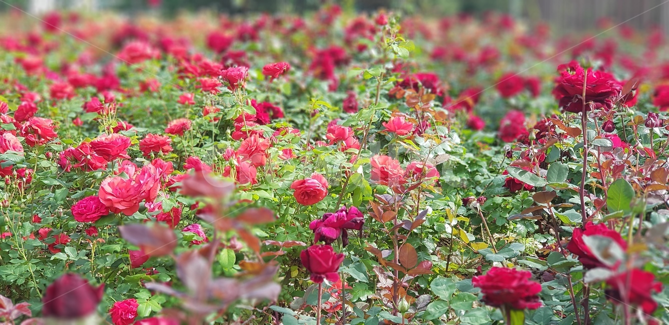 장미,장미공원,장미꽃,빨간꽃,예쁜꽃,식물,자연,plants,nature,꽃,flower