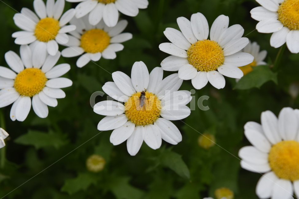 식물,꽃,곤충,데이지,벌레,흰색,flower,식물,자연,plants,nature,꽃,flower,동물,animal,곤충,벌레,insect,bug