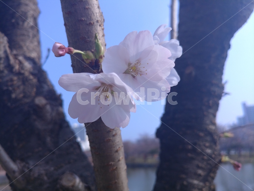 벚꽃,봄,꽃,두송이,꽃확대,식물,자연,plants,nature,꽃,flower