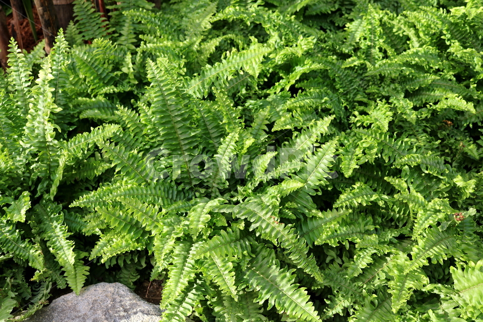고사리,보스톤고사리,미국고사리,식물,고란초과,자연,식물원,식물,자연,plants,nature