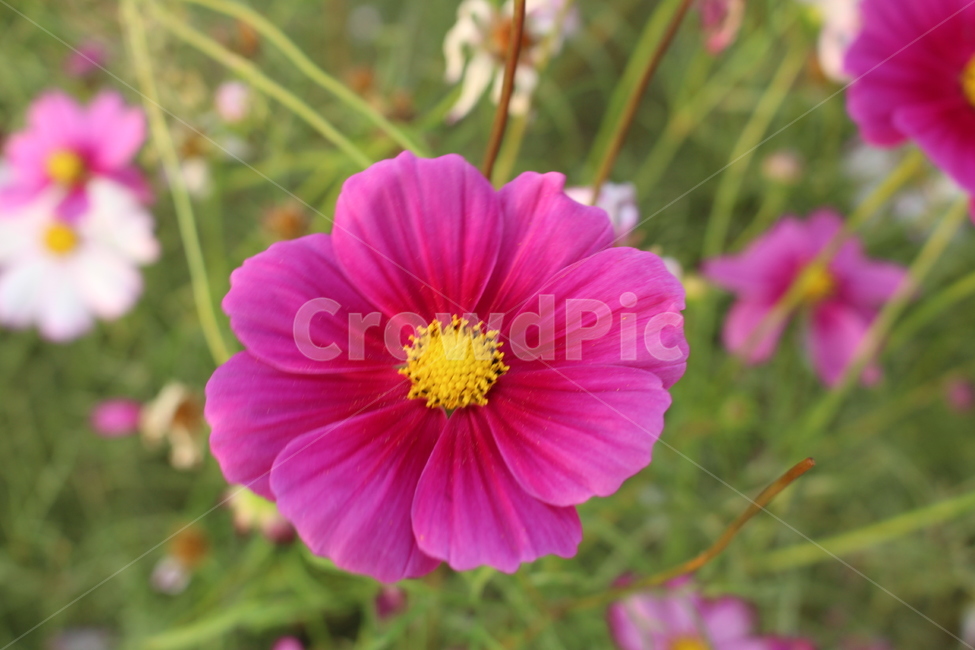 꽃,식물,자연,자연물,감성,flower,nature