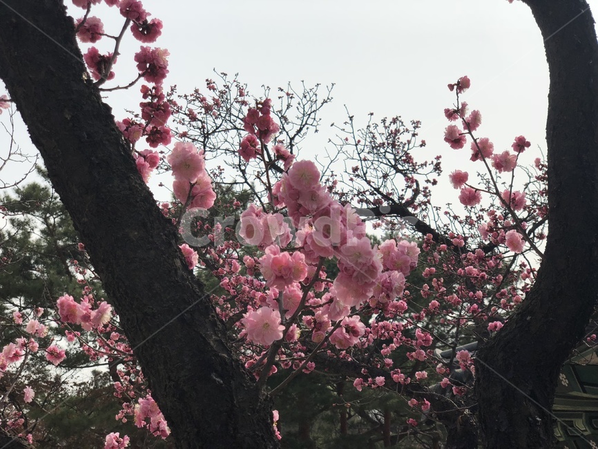 plant,식물,blossom,꽃,flower,핑크꽃,핑크,벚꽃,식물,자연,plants,nature,꽃,flower
