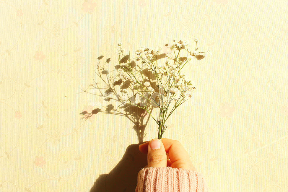 손,안개꽃,꽃,분홍,그림자,pink,flower,hand,꽃,flower