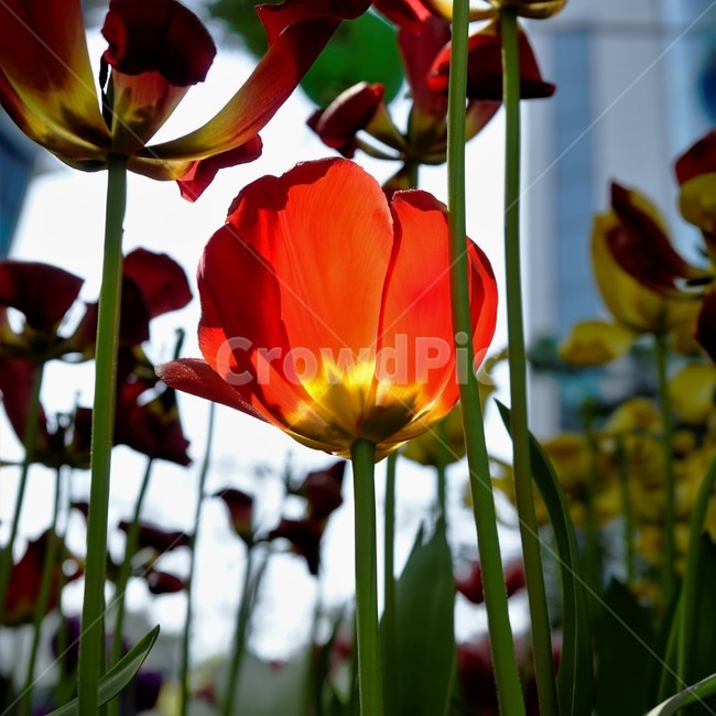 튤립,봄,bloom,꽃,식물,자연,화사함,꽃향기,tulip,colorful,floral,flower,gardenflowers,happymind,life,nature,plant,spring봄,spring,식물,자연,plants,nature,꽃,flower