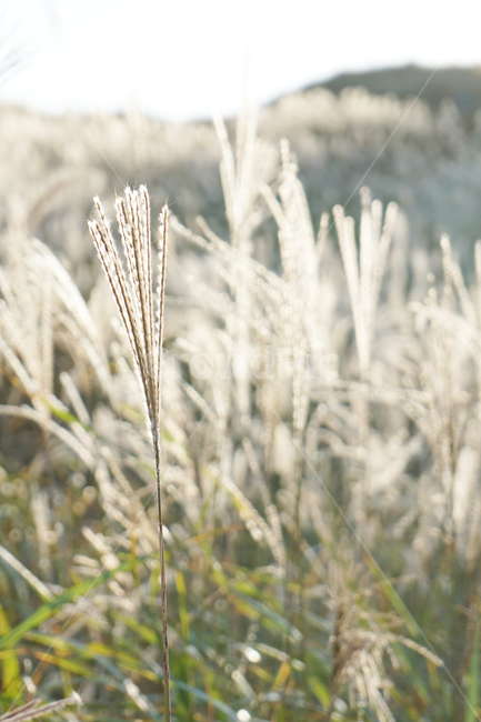 가을,억새,억새밭,힐링,풍경,가을산,쓸쓸함,겨울,계절,winter,season,식물,자연,plants,nature