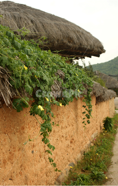 한옥,담장,담벼락,덩굴,한국적인,traditional,fence,한국전통,한국문화,korean traditional,korean culture,건축물,건물외관,exterior,building,structure,architecture,construction