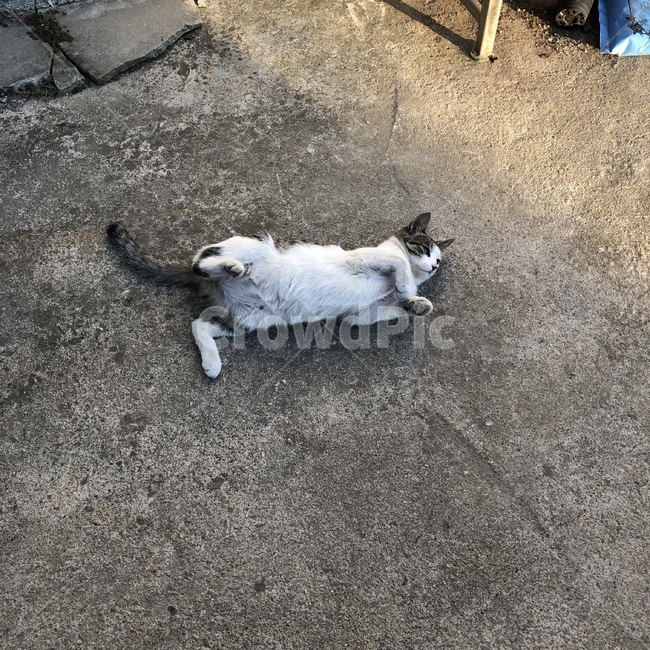 고영이,개냥이,고양이애교,돼냥이,반려묘,동물,animal,포유류,mammal,고양이,cat,kitten,kitty
