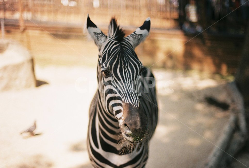 동물,동물원,필름사진,film,얼룩말,동물,animal,포유류,mammal