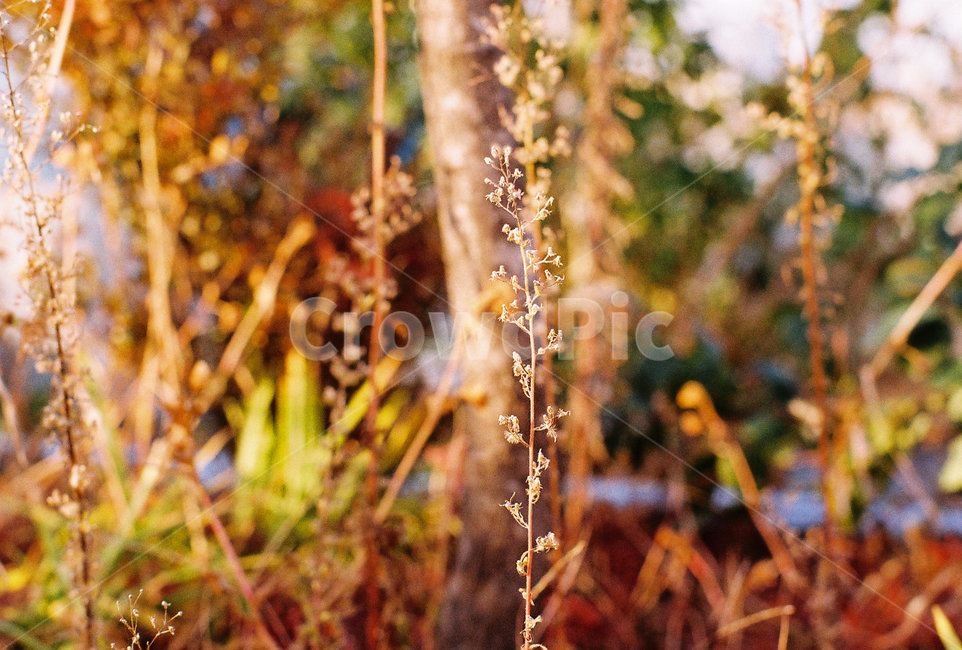 잔디,grass,식물,나무,trees,plant,nature,자연,풀,가을,fall,autumn,가을,계절,fall,autumn,season,식물,자연,plants,nature
