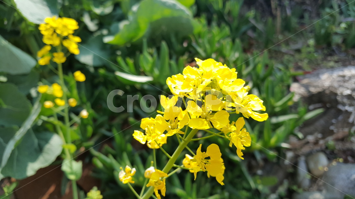 유채꽃,꽃,식물,plant,flower