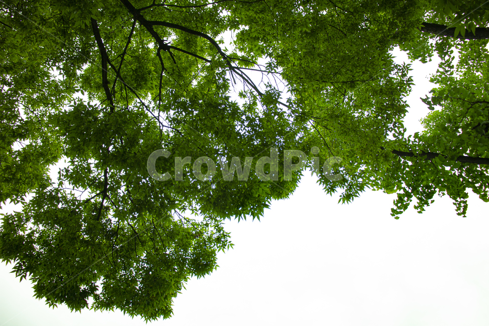 자연,나무,잎,초록,식물,tree,plant,신선한,산뜻한,green,일상,아침,햇살,계절