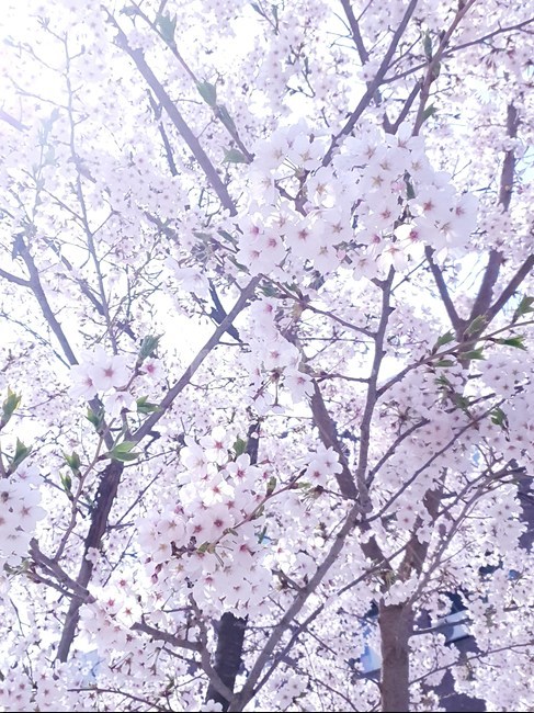 벚꽃,벚꽃나무,봄,화사함,꽃,식물,tree,나무