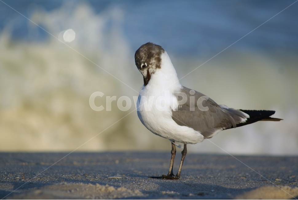 갈매기,새,털손질,해변,바닷가,파도,바다,동물,animal,조류,새,birds