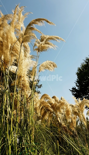 억새,pampas,식물,나무,빛,가을,계절,fall,autumn,season,식물,자연,plants,nature,grass,잔디,plant,lawn,reed,갈대