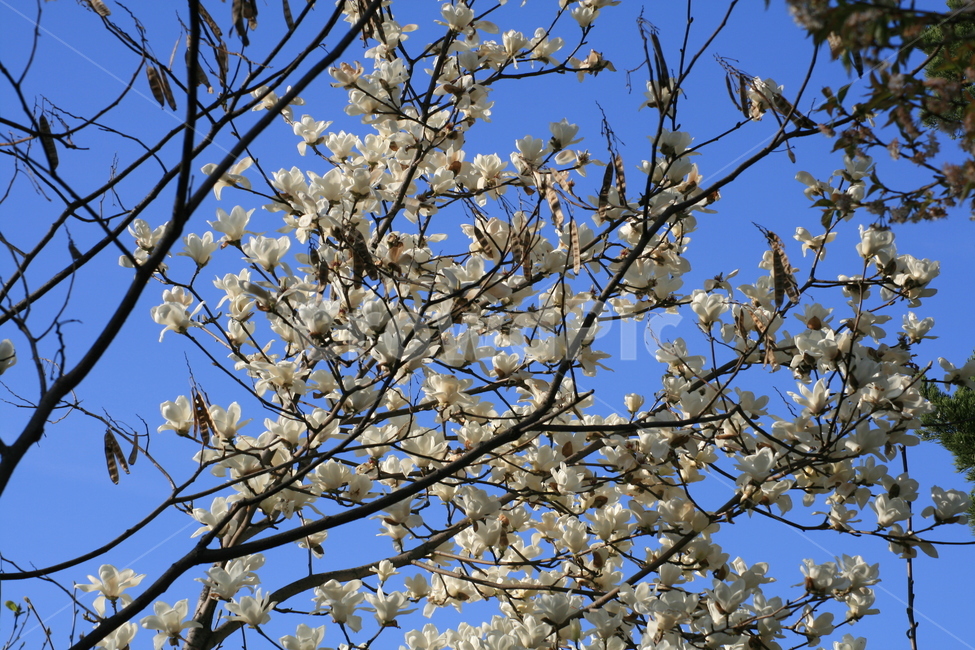 개나리,노란색,plant,식물,flower,꽃,blossom,cherryblossom,벚꽃,하늘,벚나무,봄,만개
