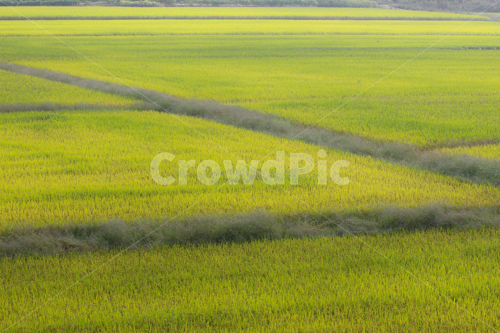 들,field,황금들녁,벼,수확,가을,시골,마을,풍경,landscape,country,rural,town