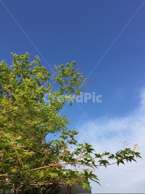 나무,나뭇잎,봄,하늘,구름,tree,leafs,nature