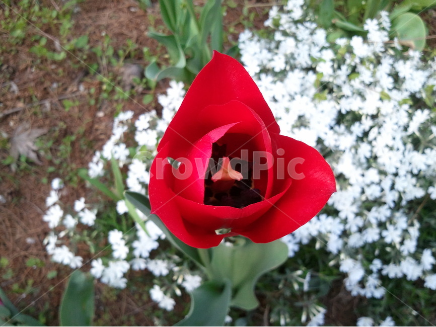 튤립,튜립,봄꽃,튤립축제,붉은색꽃,식물,자연,plants,nature,꽃,flower