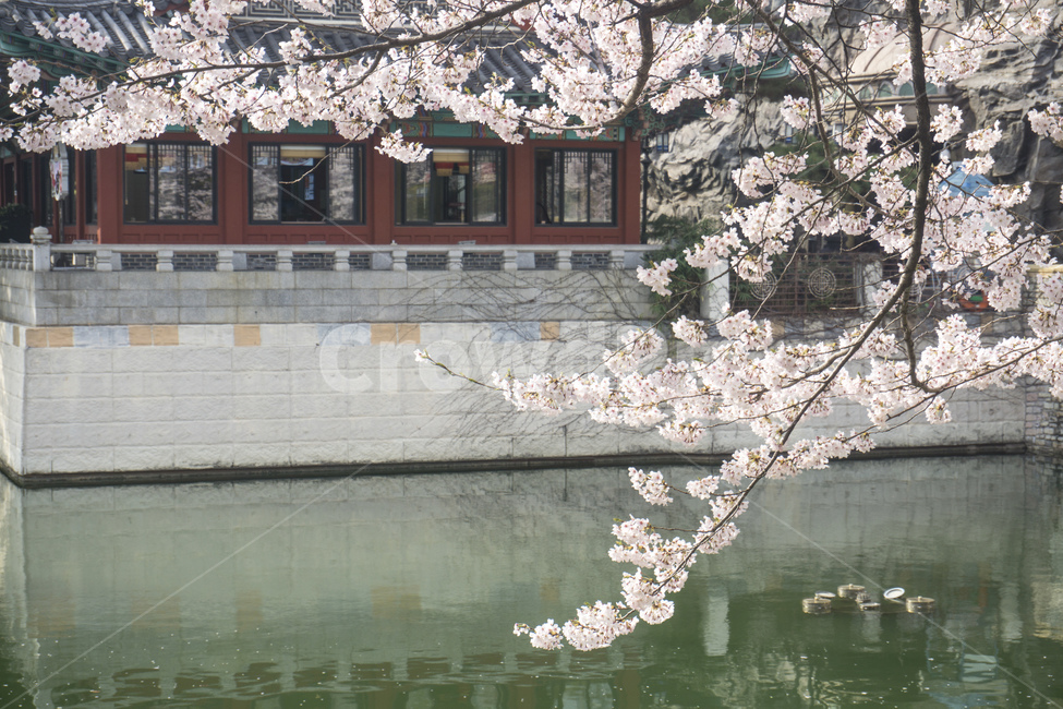 벚꽃,봄,봄꽃,핑크,자연,벚나무,계절,식물,석촌호수,호수,봄,계절,spring,season,plant,blossom,꽃,cherry blossom,flower