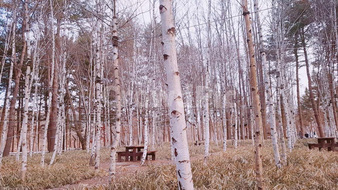 자작나무,tree,나무,식물,plant,숲,남이섬,식물,자연,plants,nature,나무,trees,wood