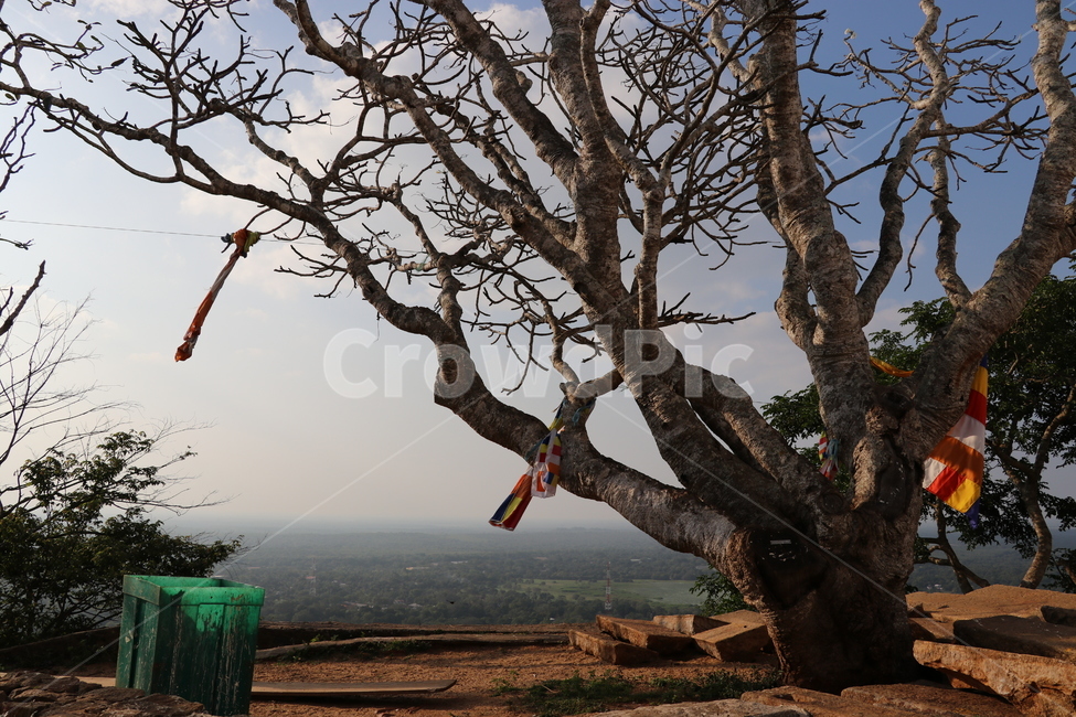 나무,제사,스리랑카,사원,srilanka,나무,trees,wood,종교,신앙,religion,belief,faith