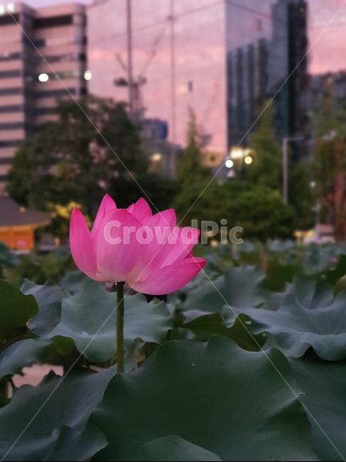 연꽃,식물,꽃,flower,plant