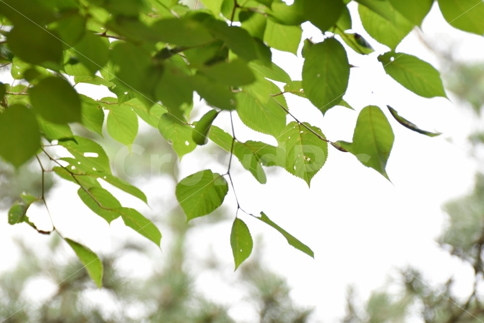 산청,꽃봉산,여름,나뭇잎,초록,식물,자연,plants,nature