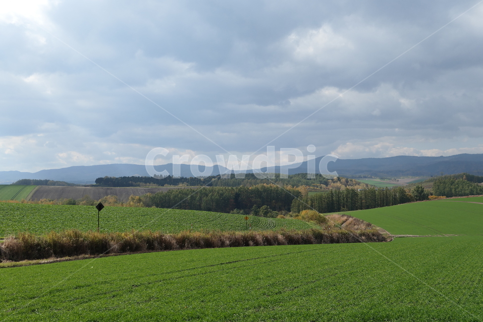 자연,초원,훗카이도,여행,Nature,Landscape,풍경,경치,들판,Travel,Trip,Japan,자연,풍경,nature,landscape,해외,외국,세계,foreign,oversea,world,세계자연풍경,해외자연풍경,외국자연풍경,world nature landscape,plant,식물,grass,잔디,outdoors,옥외,field,들,grassland,목초지