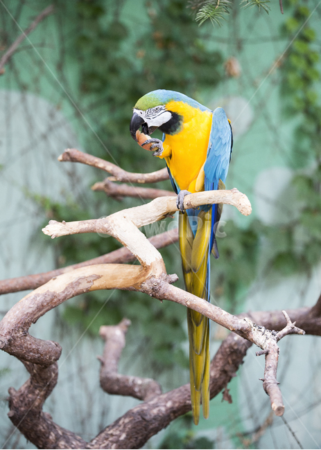 앵무새,버드,bird,먹이먹는앵무새,동물,애니멀,animal,동물,animal,조류,새,birds