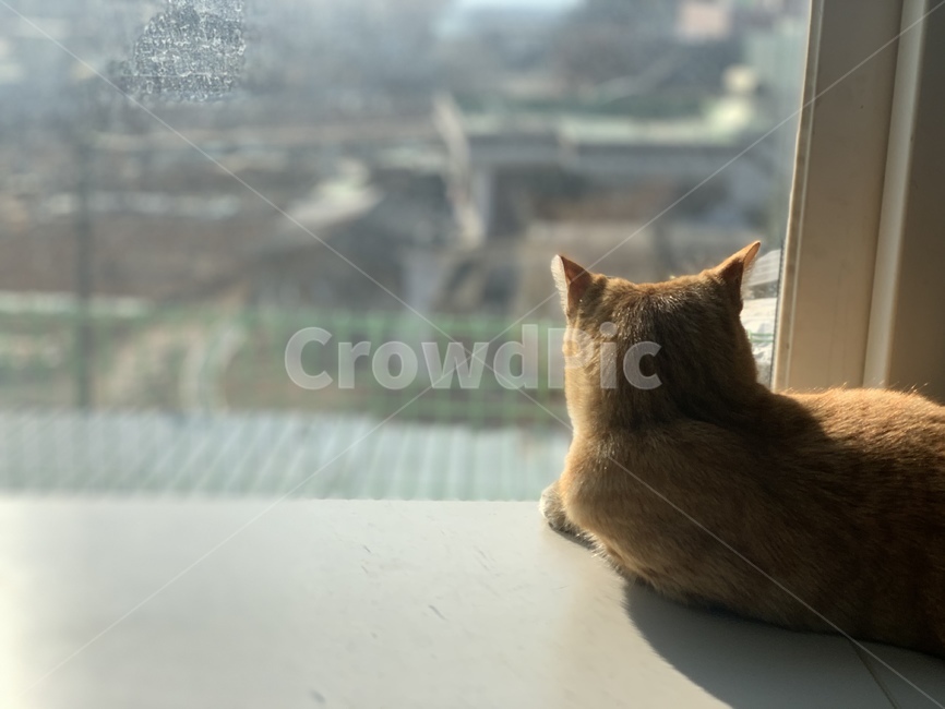 고양이,cat,치즈태비,catnap,애완동물,동물