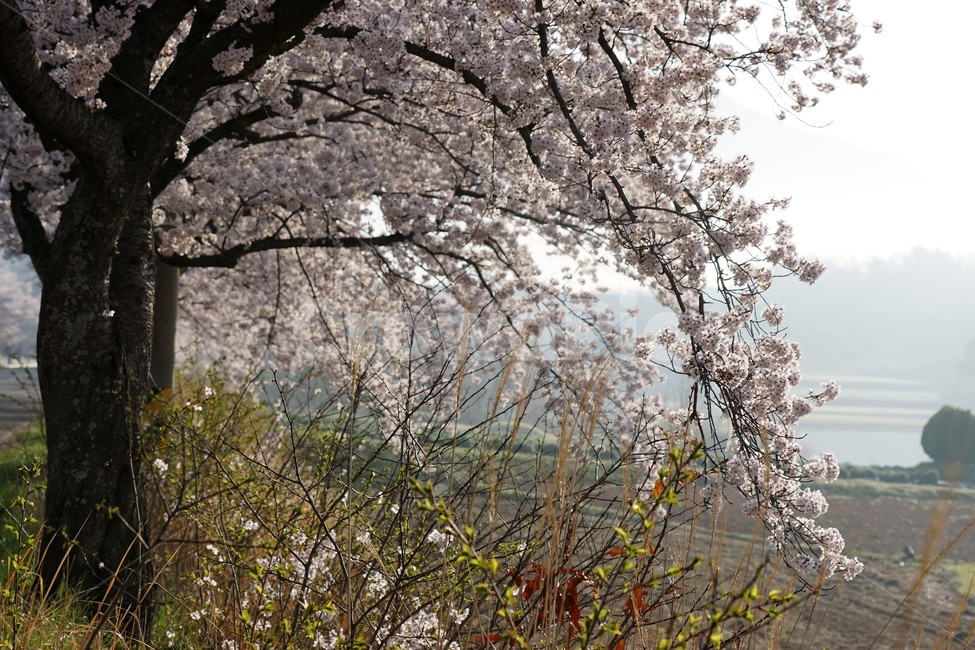 꽃,벚꽃,벚나무,봄,나무,자연,식물,초록색,nature,trees,spring,계절,흰색,flower,감성사진,sakura,season,green,가로수,봄,계절,spring,season,식물,자연,plants,nature,꽃,flower,plant,blossom,cherry blossom