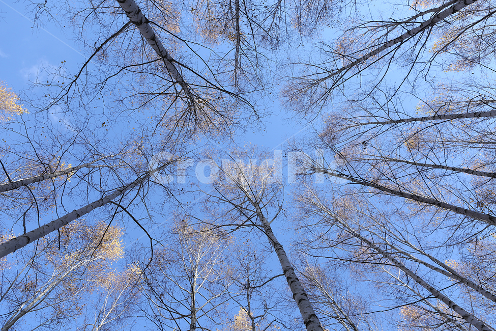 자작나무,숲,원대리,나무,tree,birch,forest,식물,자연,plants,nature,나무,trees,wood