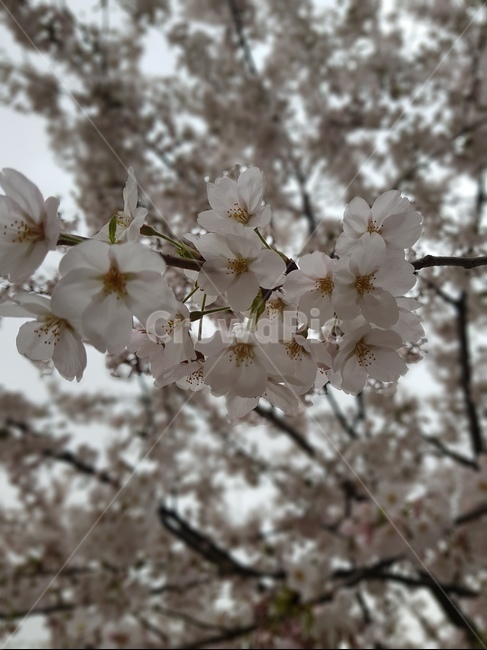 plant,식물,flower,꽃,벗꽃,blossom,봄,계절,spring,season