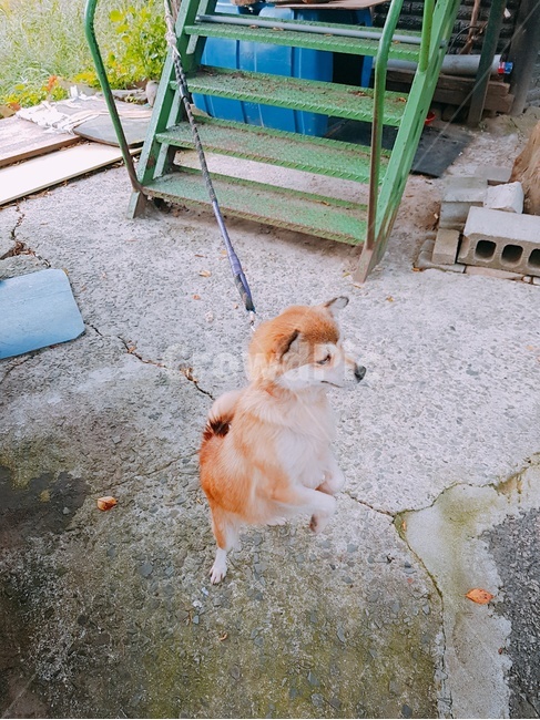 동물,강아지,귀여운,가을,쉼터,동물,animal,포유류,mammal,개,강아지,dog,doggy