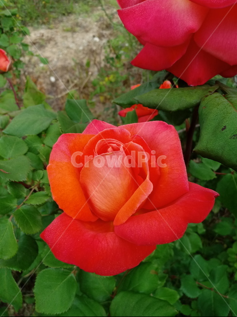 장미,장미꽃,플라워,식물,flower,로즈
