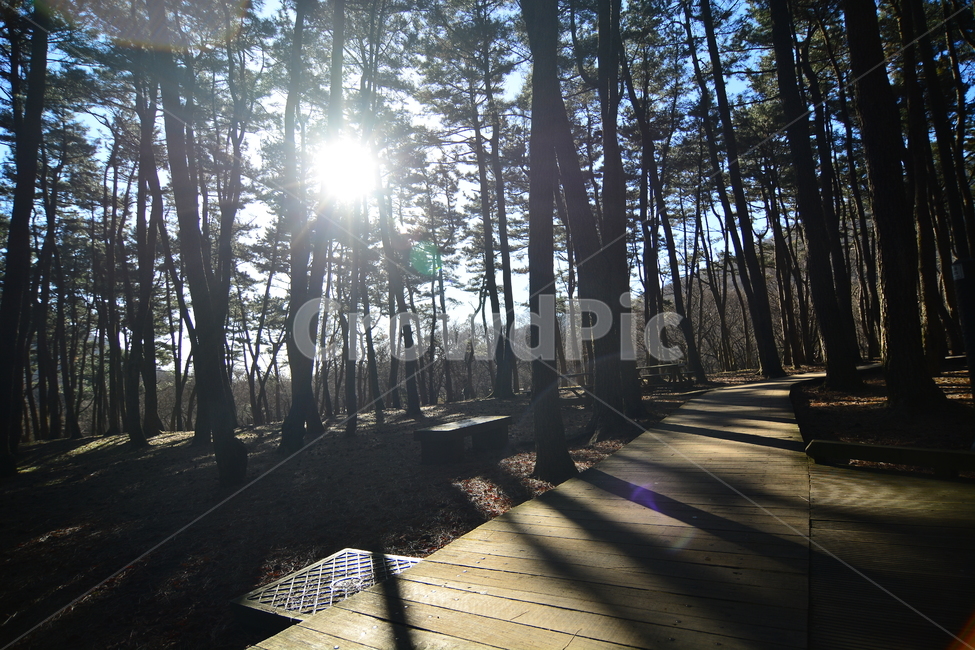 숲,나무,제주도,절물자연휴양림,풍경,nature,landscape,jeju,jejuisland,삼나무,숲길,제주,피톤치드,휴양림,녹색,산책로,휴양,등산로,자연휴양림,땅,흙,식물,plants,trees,wood,힐링,rest,relaxation,healing,태양,햇빛,그늘,바람,시원한,숲속,산책,마음정화,자연,자연,풍경,nature,landscape,light,빛,flare,플레어,building,건물,boardwalk,bridge,다리