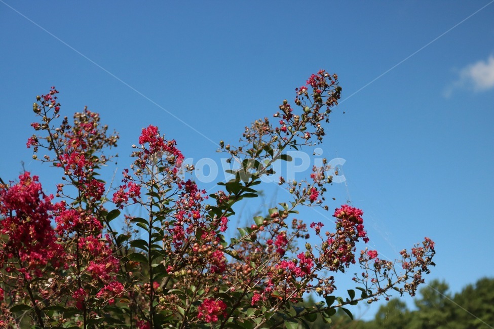 꽃,식물,분홍,하늘,구름,자연,파랑,흰색,flower,hana,plants,shokubutsu,pink,pinku,sky,sora,cloud,kumo,nature,blue,ao,white,shiro,나무,초록,tree,ki,green,midori,식물,자연,plants,nature,꽃,flower