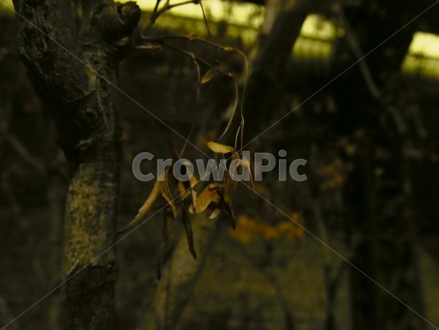 seed,Maple tree,winter,maple tree seeds,life