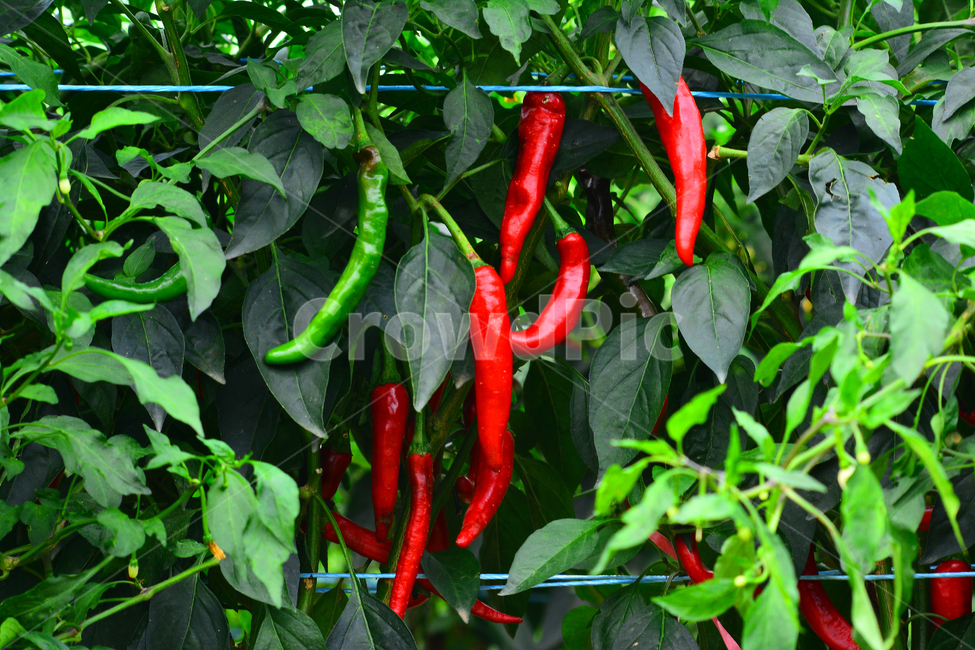 pepper,seasoning,chili,Spicy,Pepper,young,Capsaicin,vitamin c,fiery,taste,pattern,hotpepper,crops,vegetable,Kimchi seasoning,red,adrenaline,Red pepper pancake,depart,hot pepper,new,ingredient,natural,capsicum,Kimchi Ingredients,Spice,start,Cheongyang pepp