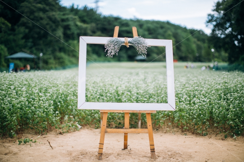 울산,메밀꽃,꽃,여름,flower,자연,풍경,nature,landscape,여름,계절,summer,season,조각상,동상,석상,조형물,statue,bronze statue,stone statue,감성,sensible,feeling,사물,물건,오브젝트,thing,object,matter,outdoors,옥외,plant,식물,grass,잔디