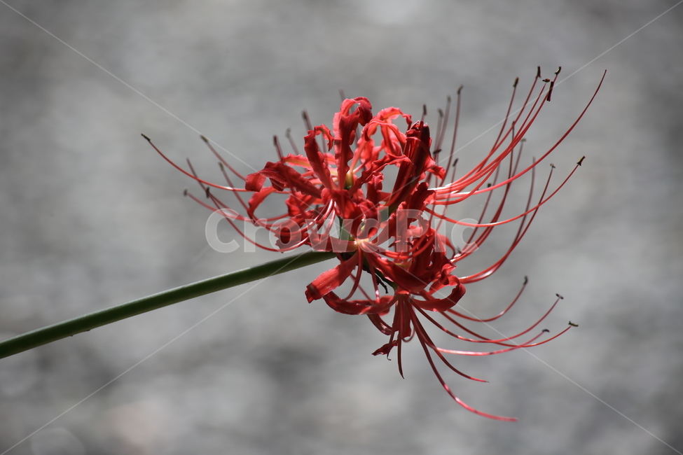 상사화,lycorissquamigera,magiclily,꽃무릇,redspiderlily