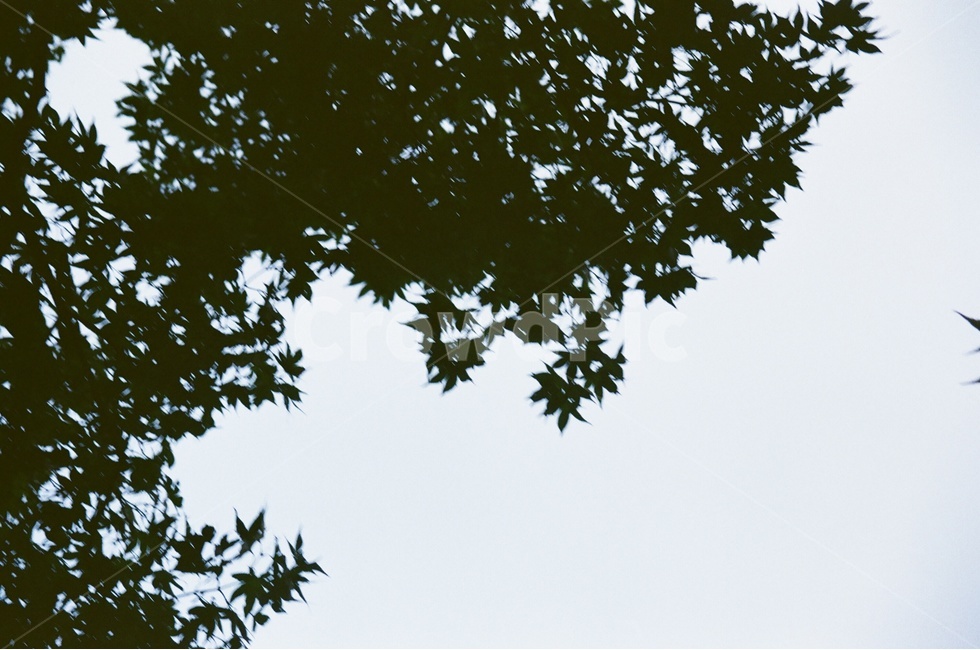 자연,단풍,분위기,하늘,필름,자연,풍경,nature,landscape,bird,새,flying,나는,animal,동물,leaf,잎,plant,식물