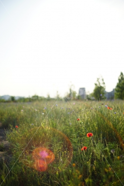 감성,자연,꽃,공원,양귀비,플레어,햇살,햇빛,풍경,emotion,nature,flower,park,울산,ulsan,sunshine,sun,landscape,poppy,flare,자연,풍경,nature,landscape,outdoors,옥외,grassland,목초지,field,들