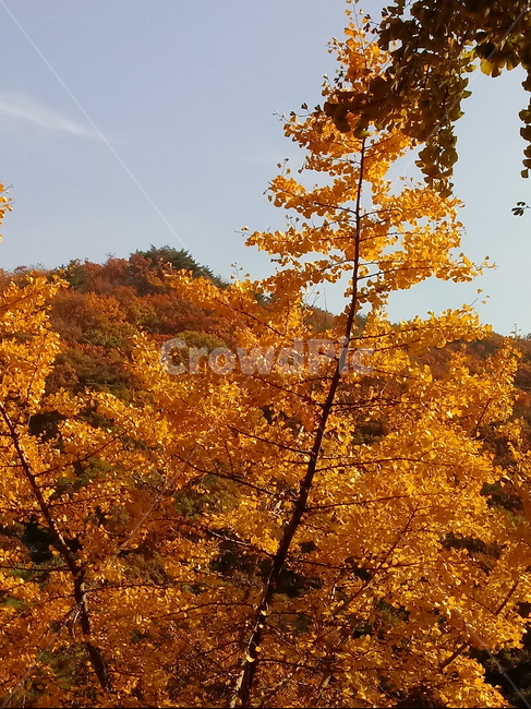 낙엽,단풍,落葉,leaves,나뭇잎,단풍나무,식물,maple,낙엽활엽관목,잎,계절,가을,자연,풍경,outdoors,옥외,fallautumnseason,naturelandscape,풍경사진,가을,계절,fall,autumn,season,tree,나무,plant,leaf