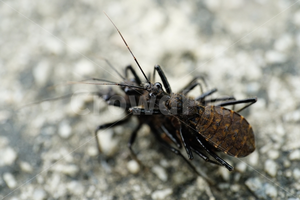 민날개침노린재,곤충,벌레,교미,삼각관계,자연,여름,접사,동물,insect,animal,nature,summer,macro,bug,땅,암컷,수컷,사랑,러브,재미있다,재미있는,특이한,특이,독특,독특한,신비,신비한,love,신비하다,신기,신기하다,스냅,스냅사진,스넵,스넵사진,snap,snapshot,한국자연,한국의자연,풍경,landscape,동물,animal,곤충,벌레,insect,bug