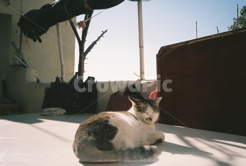고양이,부산,햇빛,동물,cat,동물,animal,포유류,mammal,고양이,cat,kitten,kitty
