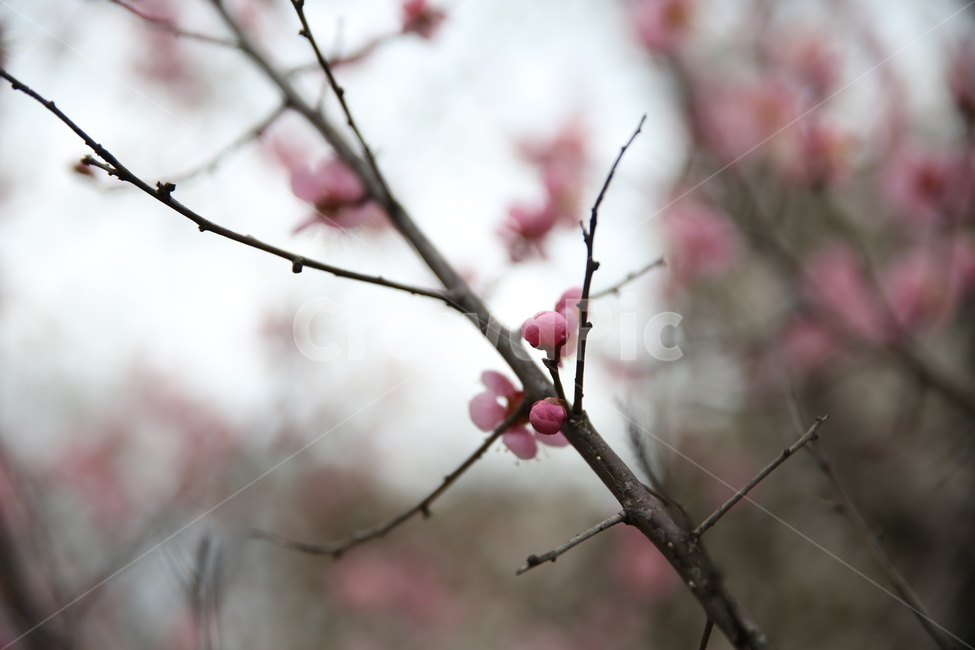봄,매화,분홍,아름다움,꽃봉오리,봄,계절,spring,season,식물,자연,plants,nature,꽃,flower,plant