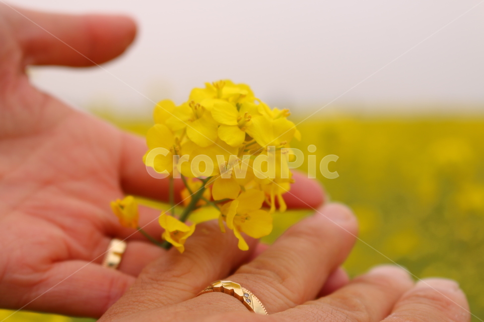 대저생태공원,유채꽃,꽃,flower,노란꽃,노랑,봄꽃,결혼반지,결혼,혼인,봄,봄,계절,spring,season,식물,자연,plants,nature,꽃,flower,finger,손가락