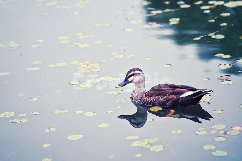 bird,새,animal,동물,청둥오리,동물,animal,조류,새,birds